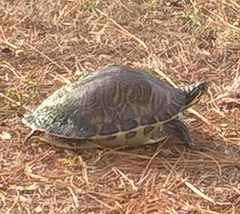 Pseudemys