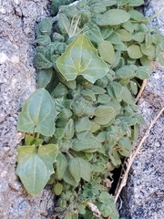 Maurandya antirrhiniflora