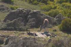 Tragelaphus oryx oryx