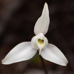 Codonorchis lessonii