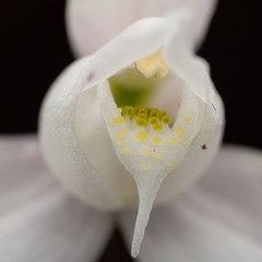 Codonorchis lessonii