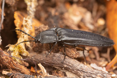 Tibionema abdominalis