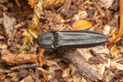Tibionema abdominalis