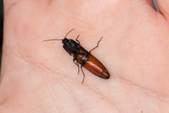 Tibionema abdominalis
