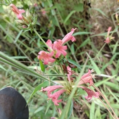 Dyschoriste angustifolia