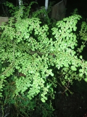 Pilea microphylla