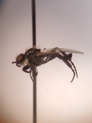 Bibio albipennis