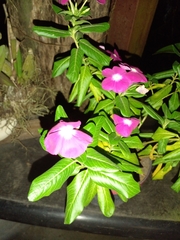 Catharanthus roseus
