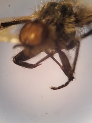Bibio albipennis