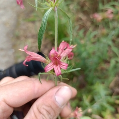 Dyschoriste angustifolia