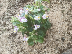 Torenia fournieri