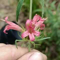 Dyschoriste angustifolia
