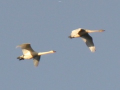 Cygnus