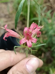 Dyschoriste angustifolia