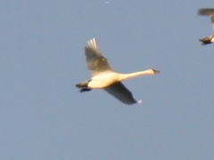 Cygnus