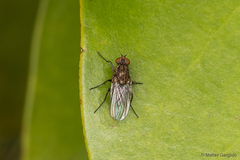 Fucellia
