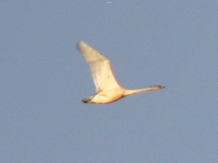 Cygnus