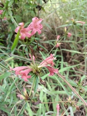 Dyschoriste angustifolia