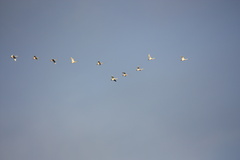 Cygnus