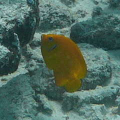 Centropyge cocosensis