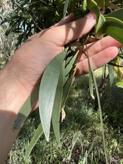 Acacia maidenii