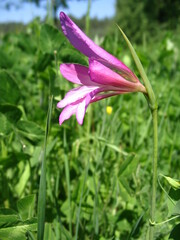 Gladiolus illyricus illyricus