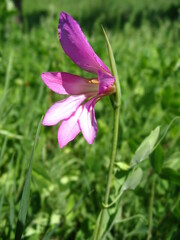 Gladiolus illyricus illyricus
