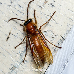 Provespa barthelemyi