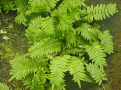 Pleopeltis polypodioides