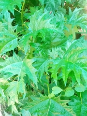 Girardinia diversifolia