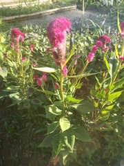 Celosia