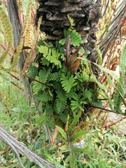 Pleopeltis polypodioides