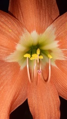 Hippeastrum