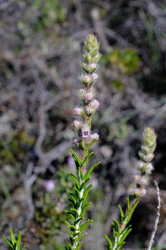 Image of Hemiphora bartlingii by (c) Peter Crowcroft, some rights reserved (CC BY)