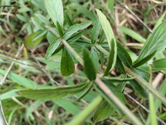 Dyschoriste angustifolia
