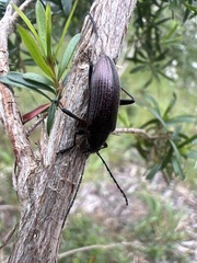 Alleculina