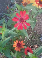 Zinnia