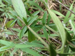 Dyschoriste angustifolia
