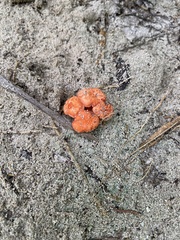 Cantharellus coccolobae