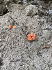 Cantharellus coccolobae