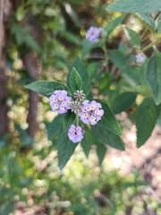 Lantana fucata