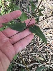 Sigesbeckia orientalis