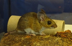 Muroidea
