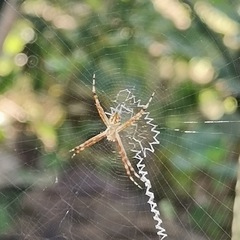 Argiope