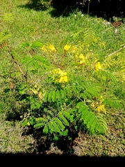Caesalpinia pulcherrima flava