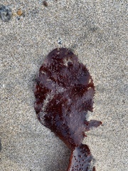 Chondracanthus exasperatus