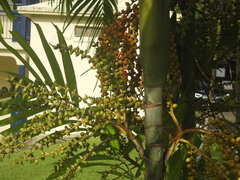 Ptychosperma macarthurii