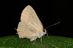 Lycaenidae