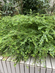 Phyllanthus myrtifolius