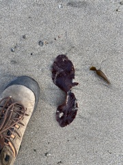 Chondracanthus exasperatus